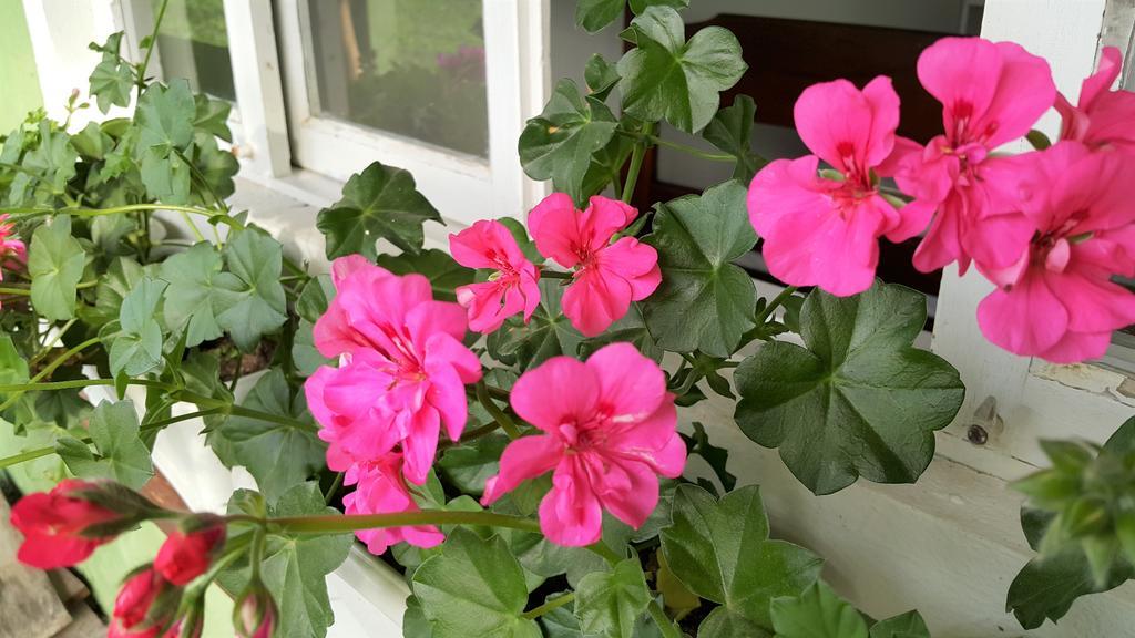 Pousada Flores De Bombinhas Buitenkant foto